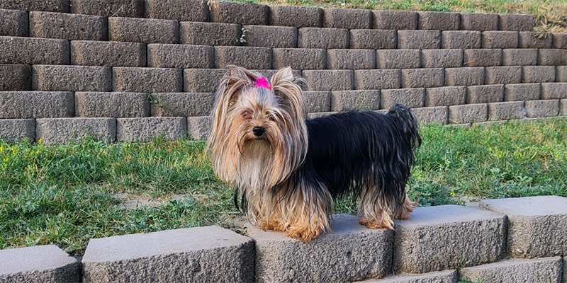 Yogo Yorkies of Montana Puppies For Sale